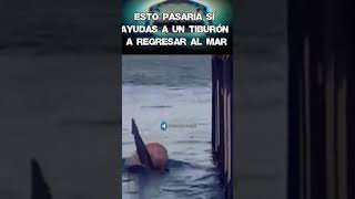 Ten cuidado sí vas a hacer esto #tiburon #ocean #noticias #cuidado #viral