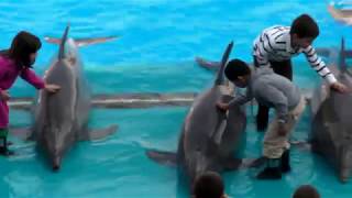 Delfines, dolphins en el Oceanografico de Valencia.