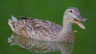 Miss Quacks-A-Lot [4K] Mallard Duck Hen