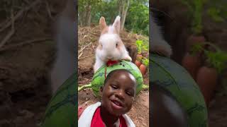 #rabbit #bunny #cute #satisfying #animals #funnycomedy #funny