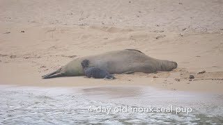 4-day old monk seal