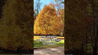 FALL SEASON SO BEAUTIFUL #fallseason #autumncolors #autumn #autumnvlog #shorts #shortsvideo #fall