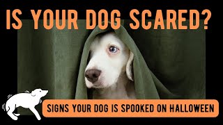 Is Your Dog Scared on Halloween?