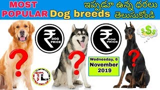 TOP Dogs breeds Prices In India part -2 | popular breeds | 2019