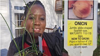 Planting Spanish Sweet 🌰 Onions Sets By Transplants [ Zone 7B Gardening Waldorf MD.]