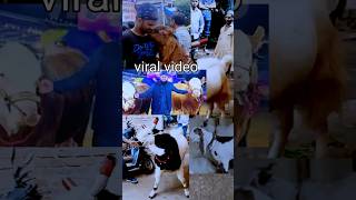 Bakra lare bado badi #shortsvideo #trending #trendingshorts #viralvideo #viral