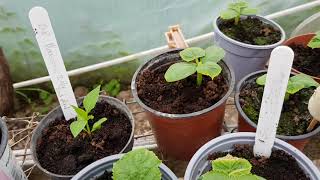 Polytunnel tour