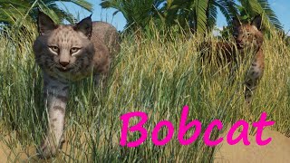 Bobcat by Gabboi and GiornoPizza - Planet Zoo Mod