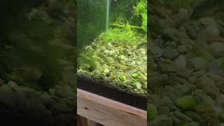 Corydoras splendens need a home!