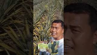 AGROWISATA NANAS PRABUMULIH cek BUAH NANAS