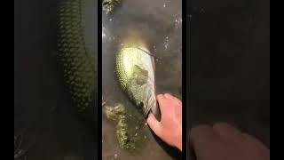 A fast hook removal is so satisfying! #shorts #fishing #bassfishing #nature #animals #explore #viral