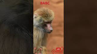 Curious Baboon Observes the Troop 🐒👀 | Wildlife Shorts