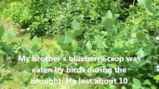 Checking out the Blueberries