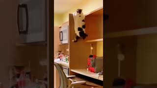 🐱 Funny cat videos | cute cats | Try not to laugh | Cat videos Compilation #shorts  🐈