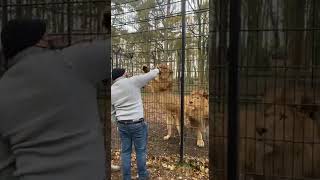 feeding lion