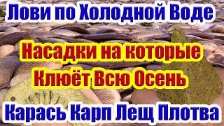 Лучшие Насадки для Карася Леща Плотвы осенью Рыболовная насадка для карася На что ловить рыбу осенью