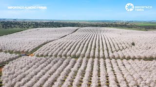 Importaco Terra, especialización en el cultivo de almendras