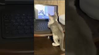 #shorts милые котята #video