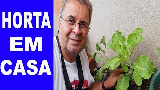 Mostrando a Horta que fiz aqui em casa