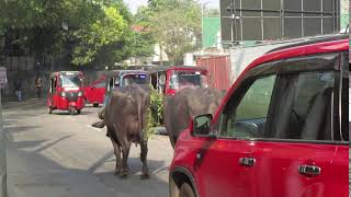 Buffalos in a busy street  of Colombo #shorts