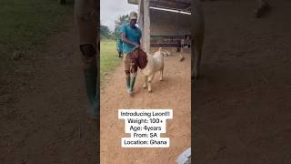 This Goat Crosses 34 Female Goats in A Month! #semanhyiafarms #farming #farminginafrica