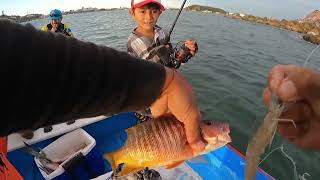 pesca de pargos curvinas y robalos con carnada viva y jig