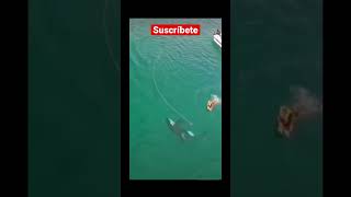 OMG..Que harias tu? 🐳#fishing #videos#funny #fish #viralvideo #foryou #food #reels #shark #peligro