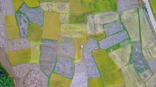 🌾A 50-second view of the rice field scenery in Shuangdi Village, Tengxian County, Wuzhou 😍📷