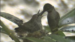 ANNA'S HUMMINGBIRD 1