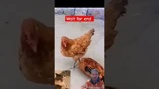 Hen friend 🧡 ~ #funny #cutepet #cute #goldendog #animalpictures #ytshorts #greensreen #cuteanimals