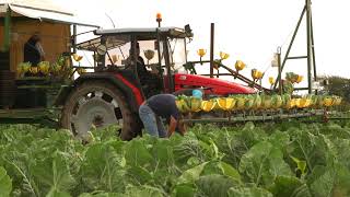 NI vegetable farmers - harvest