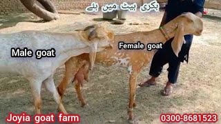 Bakri heat ma ha | بکری ہیٹ میں ہئے | pure makhi cheeni goats | joyia Goat farm