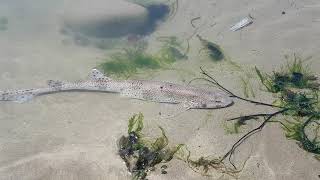 #shark I rescued a collared carpet SHARK and released it to the Atlantic Ocean  (part 2)