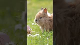 Cute Rabbits #like #share #subscribe | Haasini'sSeasonings |