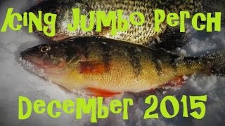 Ice Fishing Jumbo Perch December 2015