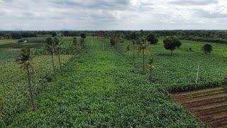 3 Acres Agriculture land for sale . in madhugiri.95 kms form Bangalore (  73381 97726 )