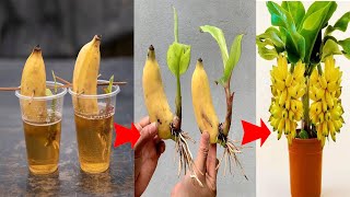 SUMMARY OF 4 TECHNIQUES to stimulate banana germination quickly and grow bananas in pots