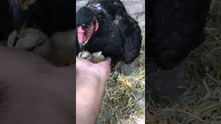 Hen hatching only 1 chick #hatching #chicks #harvestingchicks #ytshortsvideo#pigeon #kabutar