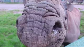 Mizi The Eastern Black Rhino's 3rd Birthday | Howletts Wild Animal Park