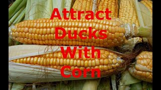 Using corn to imprint ducks on my impoundments | Duck Hunting