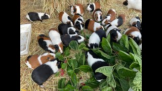 Guinea pigs go crazy over mulberry  leaves