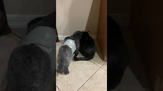 I think they like the new water bowl | #shorts | asmr pet mouth sounds