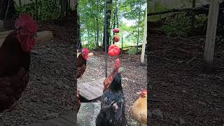 Chickens Get A Food Pinata