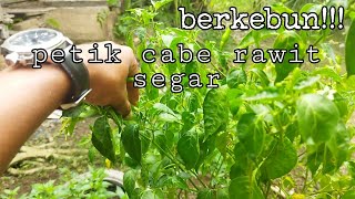 petik cabe rawit segar, dan melihat tanaman" hijau di sekitarnya, ada apa aja ya?