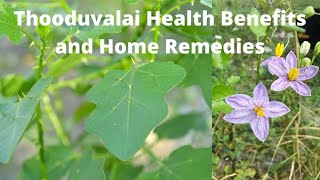 Solanum trilobatum health benefits and home remedies