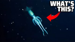 5 SUPER RARE Sea animals caught on camera