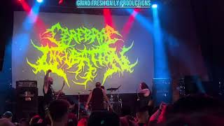 CEREBRAL INCUBATION @ Texas Domination Fest 2024