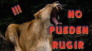 TOP 20 CURIOSIDADES DE LOS PUMAS