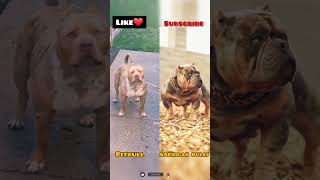 Pitbull vs American bully🤩dogsplanet💞#shorts #pitbull #americanbully #dogshorts #dogcomparison