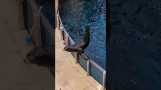 WEM, Sea lion show #shorts #youtubeshorts #shortvideo